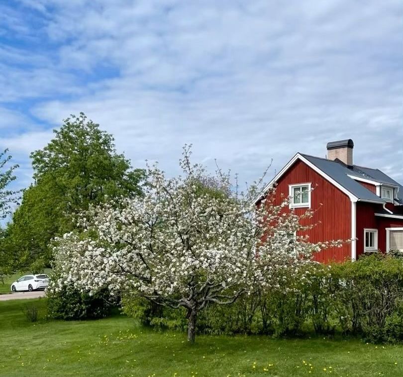 Beskärning fruktträd Siljan trädvård