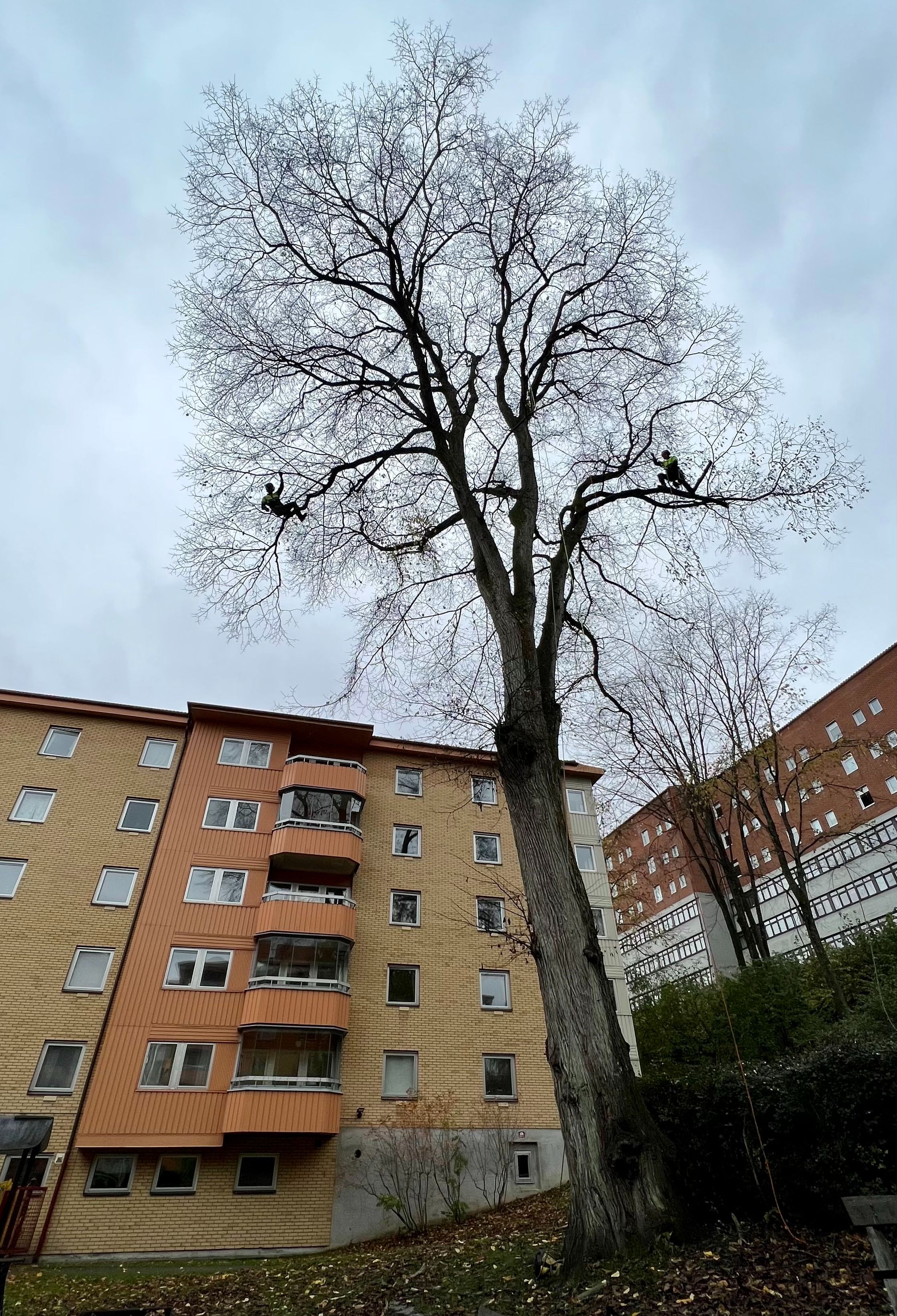 Beskärning Siljan trädvård